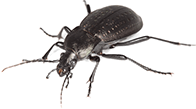 ground-beetle