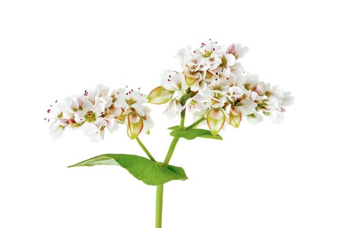 Buckwheat Flower